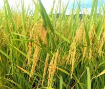 Zʳa(chn)I(y)桿Ї룺ʮ塻Zʳa(chn)I(y)ΰȫcЧĻʯZʳa(chn)I(y)-ʮ(zhn)Ҏ(gu)-(zhn)Ҏ(gu)